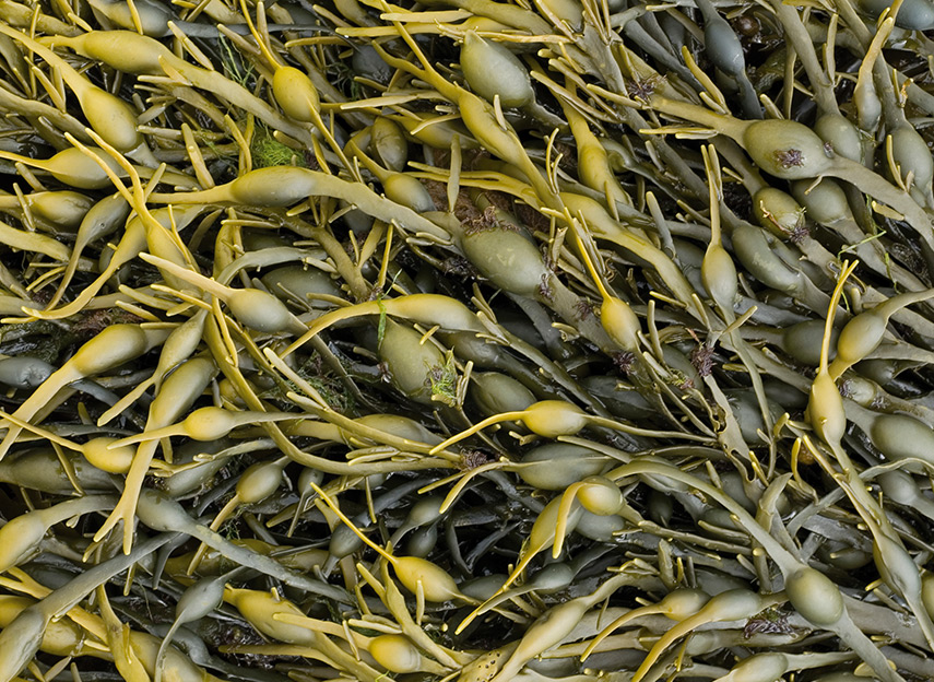 Dental Seaweed